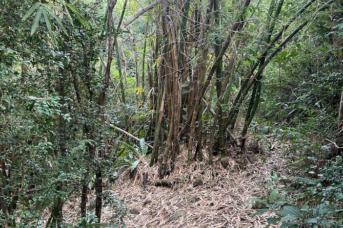 Mount Healthy National Park Private Hike Tour in Tortola - The hike itself: coastal views, semi-rain forest, and spring stops
