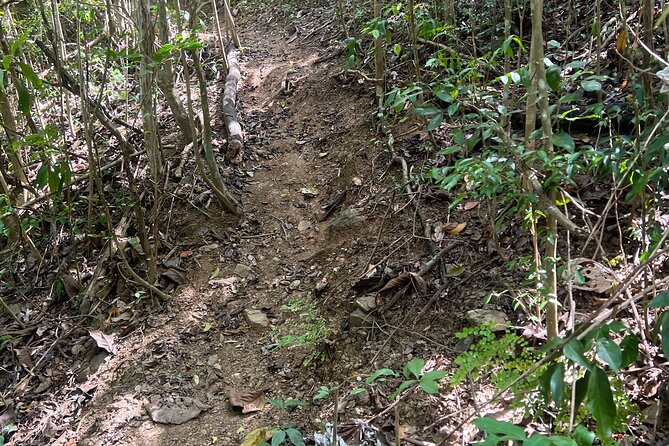 Mount Healthy National Park Private Hike Tour in Tortola - Weather, route changes, and how to stay flexible