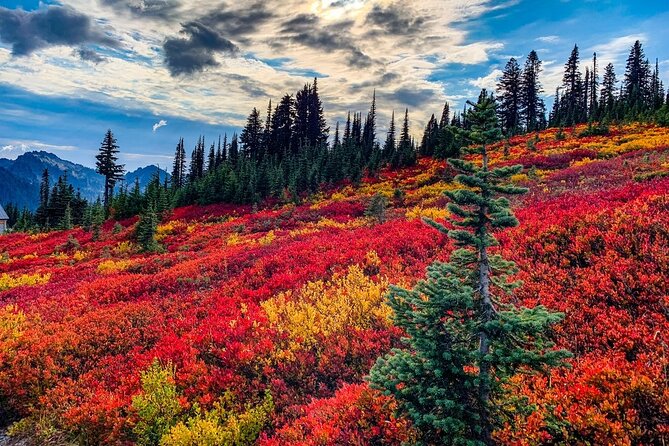Mount Rainier National Park Self-Guided Audio Tour - Key Highlights You’ll Feel Immediately