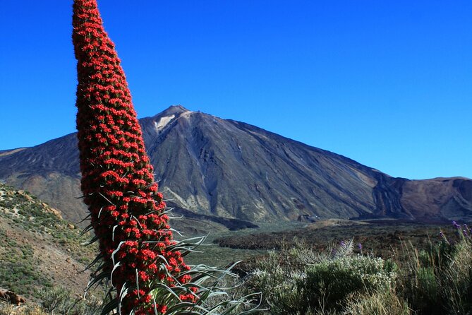 Mount Teide Quad Day Trip in Tenerife National Park - Safety and driver rules that affect your day
