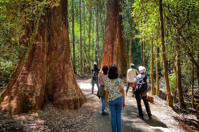 Mt Field National Park and Russell Falls from Hobart - What to pack and how to handle the walking