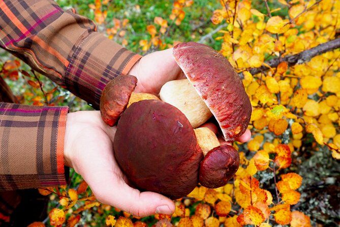 Mushroom Hunting in a National Park - Who should book this mushroom hunting day—and who might not