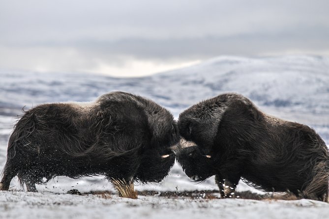 Musk ox Safari in Dovrefjell National Park, Oppdal Safari - Key highlights worth your attention