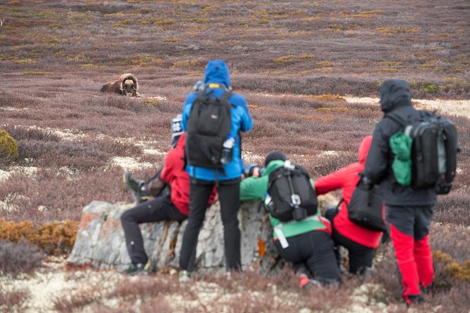 Musk ox Safari in Dovrefjell National Park, Oppdal Safari - Why Dovrefjell Musk Ox Safari Feels More Real Than a Wildlife Stop