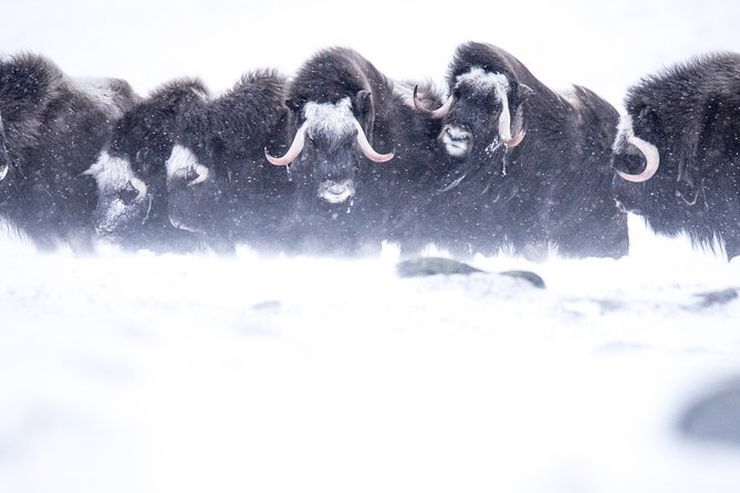 Musk ox Safari in Dovrefjell National Park, Oppdal Safari - The Main Plan: Two Mountain Stretches Built Around One Goal