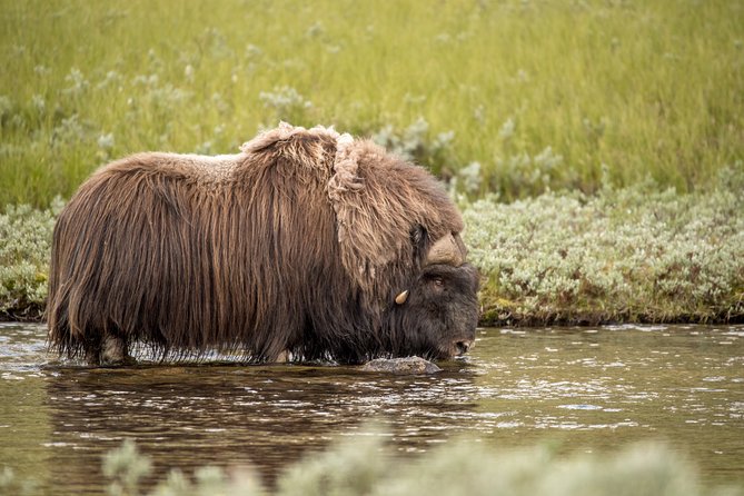 Musk ox Safari in Dovrefjell National Park, Oppdal Safari - Stop Two Near Oppdal Safari: A Better Chance to See Them Well