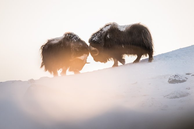 Musk ox Safari in Dovrefjell National Park, Oppdal Safari - How the Guide Turns Nature Knowledge Into Real Understanding