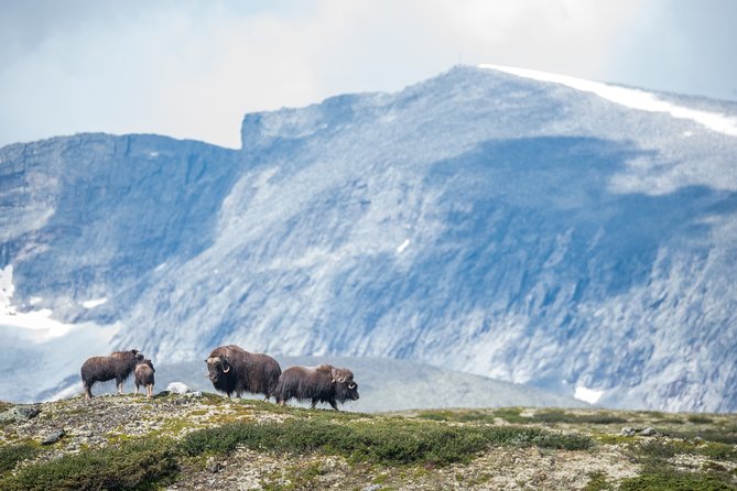 Musk ox Safari in Dovrefjell National Park, Oppdal Safari - Timing, Pace, and Physical Fitness: What You Should Prepare For
