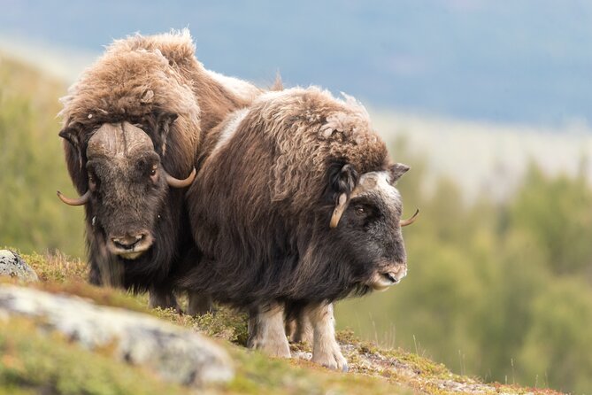 Musk ox Safari in Dovrefjell National Park, Oppdal Safari - Meeting at Oppdal Safari, and What a 9:30 Start Really Means