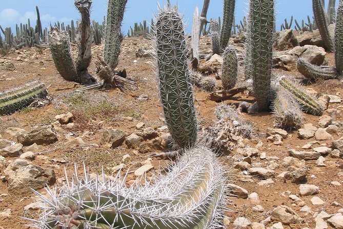 National Park Jeep Safari - Curacao Christoffel Jeep Safari: what you’re signing up for