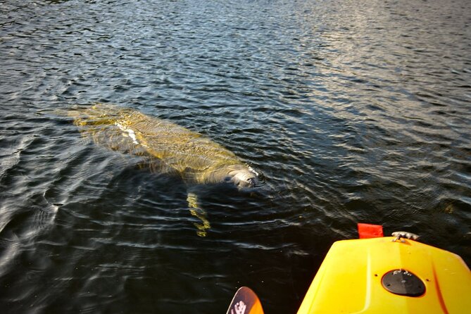 National Park Pedal Kayak Tours in New Smyrna Beach - How This Pedal Kayak Tour Moves Through Canaveral’s Coasts