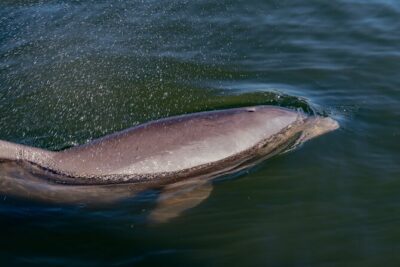National Park Pedal Kayak Tours in New Smyrna Beach - Morning Timing: Why “Cooler and Calm” Matters for Wildlife and Photos