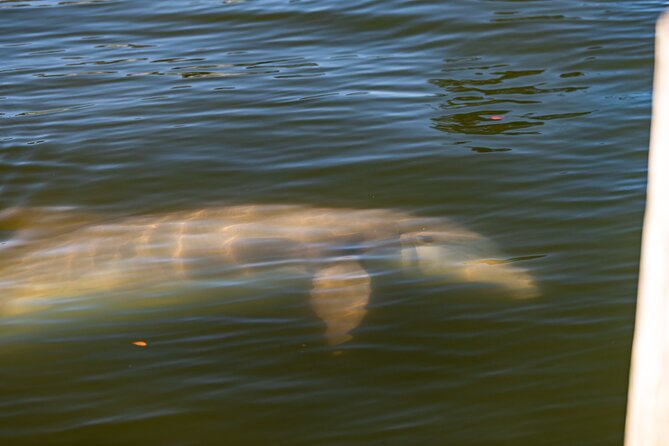 National Park Pedal Kayak Tours in New Smyrna Beach - Apollo Beach: Coast Views That Don’t Feel Like a Detour