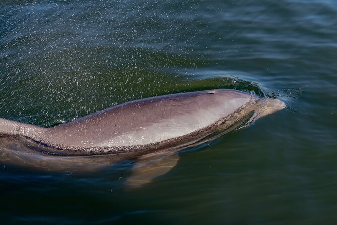 National Park Pedal Kayak Tours in New Smyrna Beach - Morning Timing: Why “Cooler and Calm” Matters for Wildlife and Photos