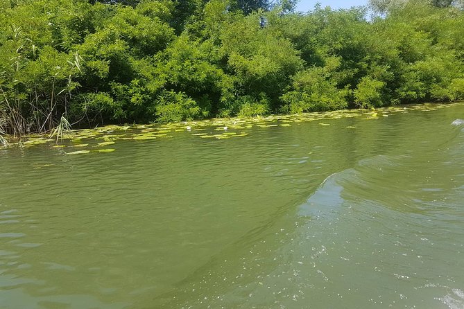 National park Skadar Lake (Private tour) - Lake Skadar National Park: Birds, Reedbeds, and the Boat Trip That Makes It Click