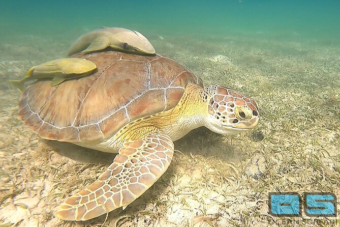 National Park Snorkeling Excursion - Snorkeling in the National Park Zone: Why This Trip Works