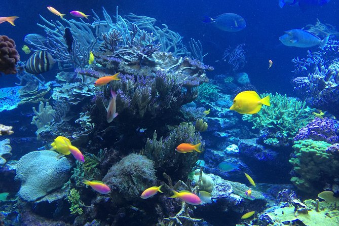 National Park Snorkeling Excursion - Meet-Up Logistics Without the Headache