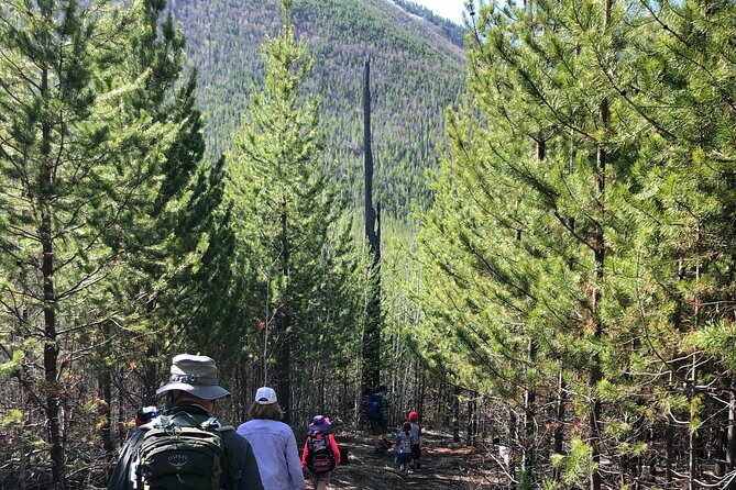 Nature Walk in Glacier National Park - Key Things to Know Before You Go