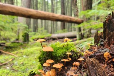 Nature Walk in Glacier National Park - Stop 1 in Glacier: Leave No Trace, Wildfire Science, and River Ecology