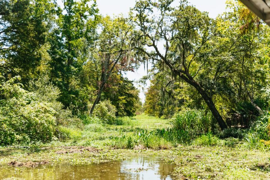 New Orleans: Bayou Tour in Jean Lafitte National Park - Quick Takes: What Makes This Swamp Tour Worth Your Time