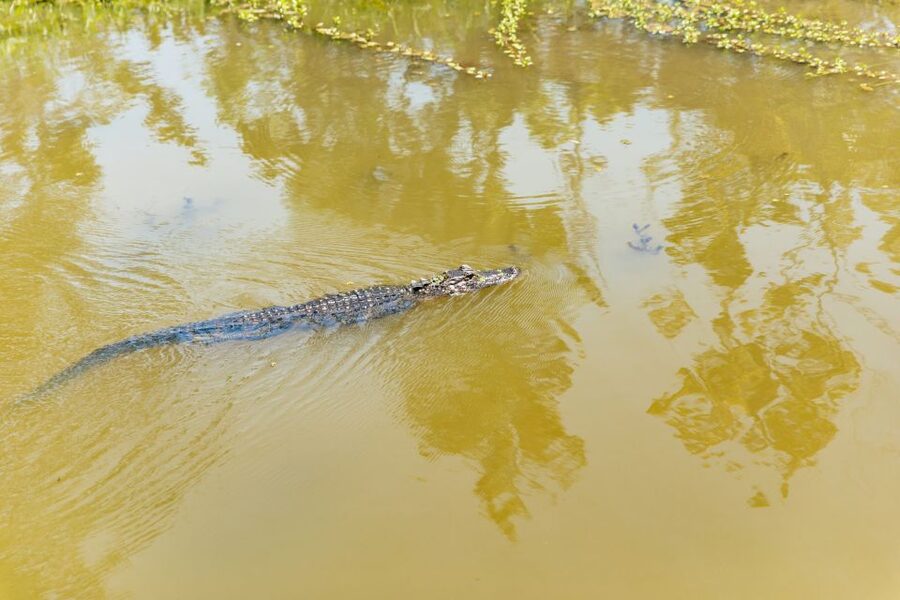 New Orleans: Bayou Tour in Jean Lafitte National Park - Who This Swamp Tour Fits Best