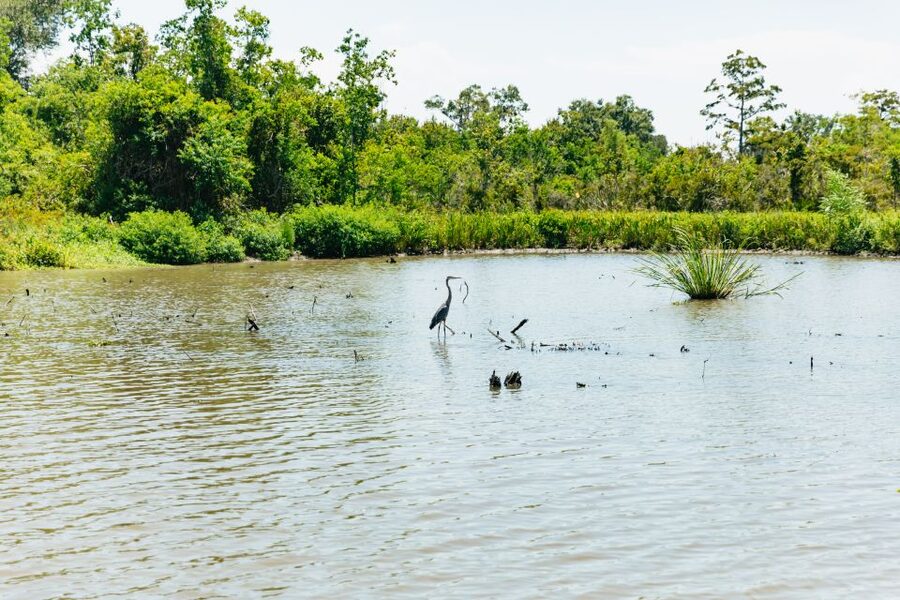 New Orleans: Bayou Tour in Jean Lafitte National Park - The 90-Minute Itinerary: What You Do During Each Phase