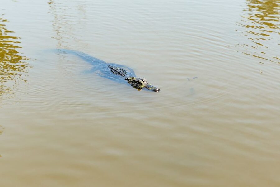 New Orleans: Bayou Tour in Jean Lafitte National Park - Guide Stories That Actually Change How You Look at the Swamp