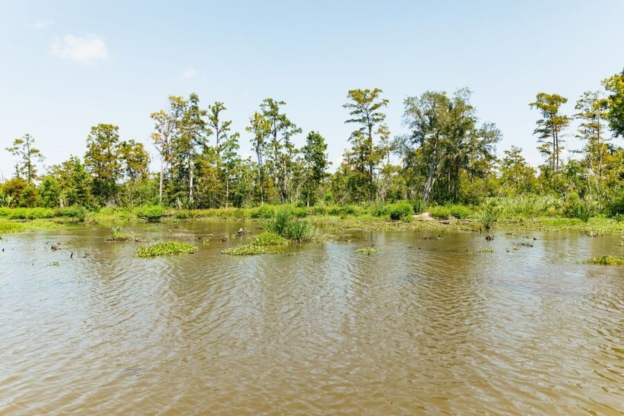 New Orleans: Bayou Tour in Jean Lafitte National Park - Price and Value: Is $32 Fair for What You Get?