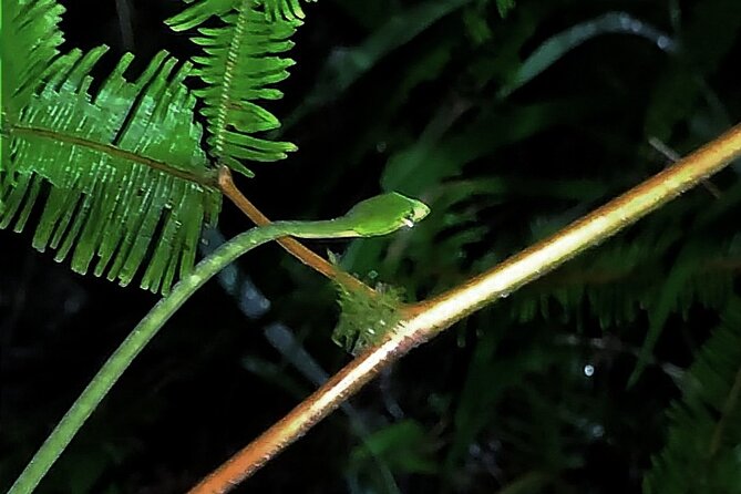 Night Froggy Adventure at Kubah National Park - Key highlights worth planning around
