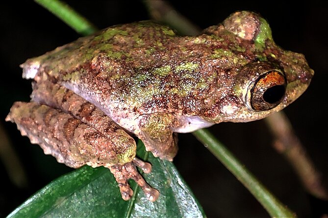 Night Froggy Adventure at Kubah National Park - From Kuching pickup to a 5:30 pm start: how the evening begins