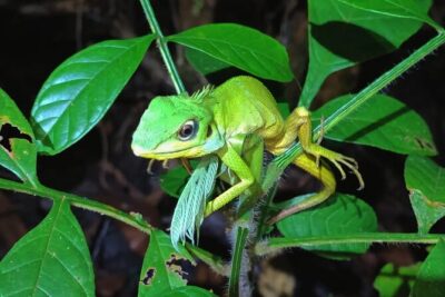 Night Froggy Adventure at Kubah National Park - The walk itself: 3 km roundtrip with a 100 m climb (not a flat night stroll)