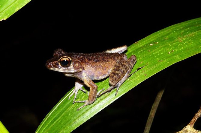 Night Frogs Tour at Kubah National Park - Where the night action starts: Kubah National Park at 6:00 pm