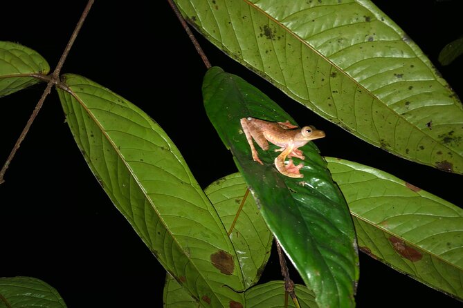 Night Frogs Tour at Kubah National Park - The easy part: Kuching pickup, mobile ticket, and a 4-hour rhythm
