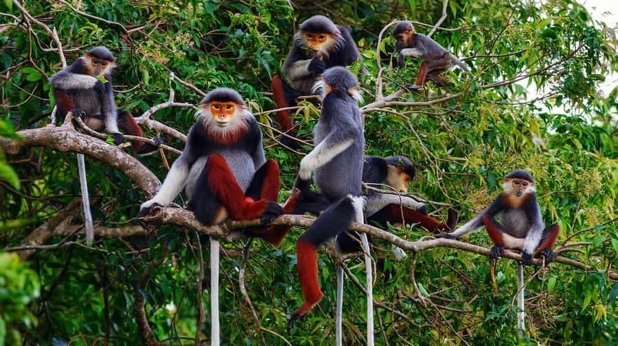 Ninh Binh: Cuc Phuong National Park 1 Day Small Group - Key things to know before you go
