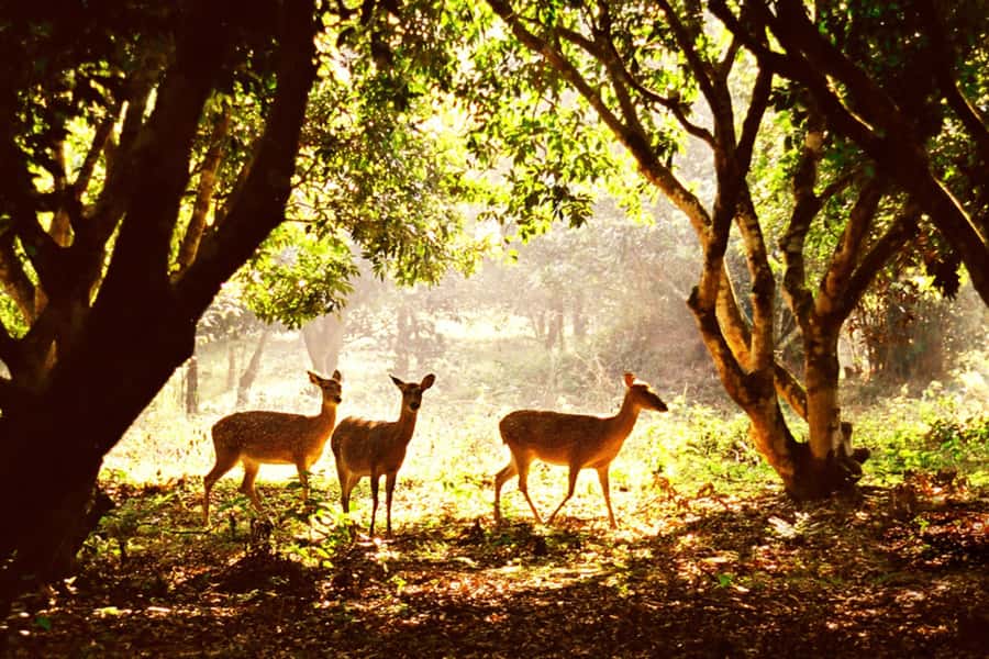 Ninh Binh: Cuc Phuong National Park 1 Day Small Group - A One-Day Jungle Hit in Cuc Phuong National Park