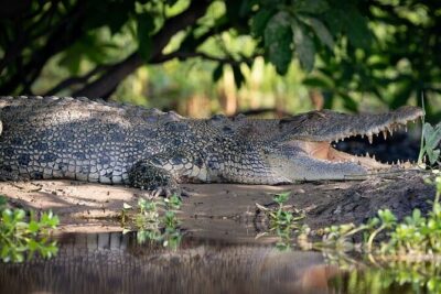 Nitmiluk National Park & Katherine Hot Springs - Full Day Tour - Nitmiluk National Park: the two-gorge cruise that anchors the day