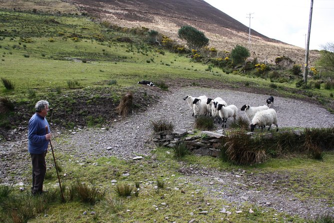 NO 1 Ring of Kerry Tour inc Killarney Lakes & National Park - Kells Sheepdogs Ring of Kerry: the stop that breaks up the bus ride