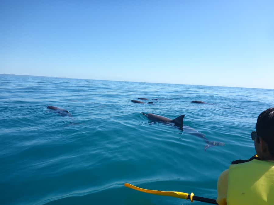 Noosa: Epic Ocean Kayak with Dolphins & 4WD Beach Adventure - Key highlights at a glance