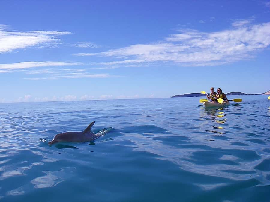 Noosa: Epic Ocean Kayak with Dolphins & 4WD Beach Adventure - Why the guide style matters more than you think