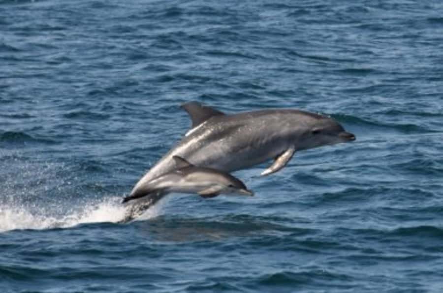 Noosa: National Park and Dolphin Watching Safari - Key things to know before you go