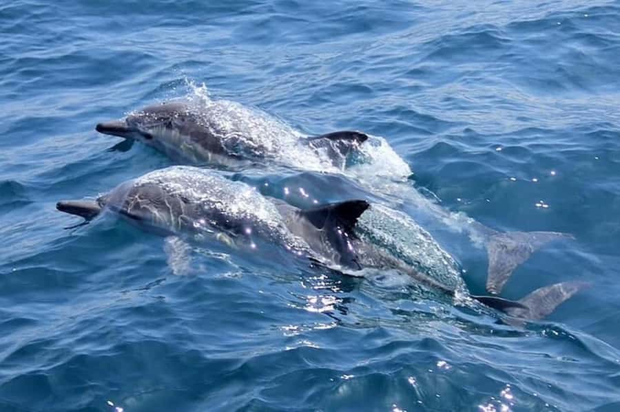 Noosa: National Park and Dolphin Watching Safari - Cruise-style sightseeing with Noosa National Park and World Surfing Reserve views