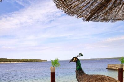 NP Brijuni Island Swimming & Dolphin Watching Sunset Cruise - Stop 1: St. Jerolim Swim Break Inside Brijuni National Park