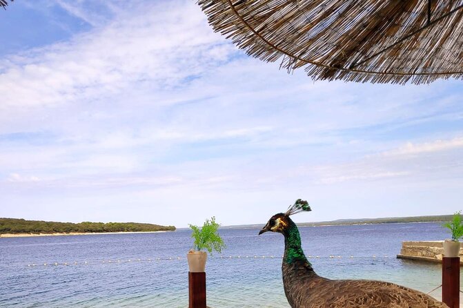 NP Brijuni Island Swimming & Dolphin Watching Sunset Cruise - Stop 1: St. Jerolim Swim Break Inside Brijuni National Park