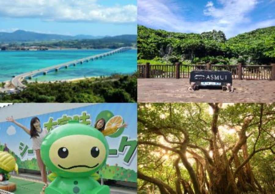 Okinawa: Full-Day Bus Tour to Yanbaru National Park - Key things you’ll do in northern Okinawa