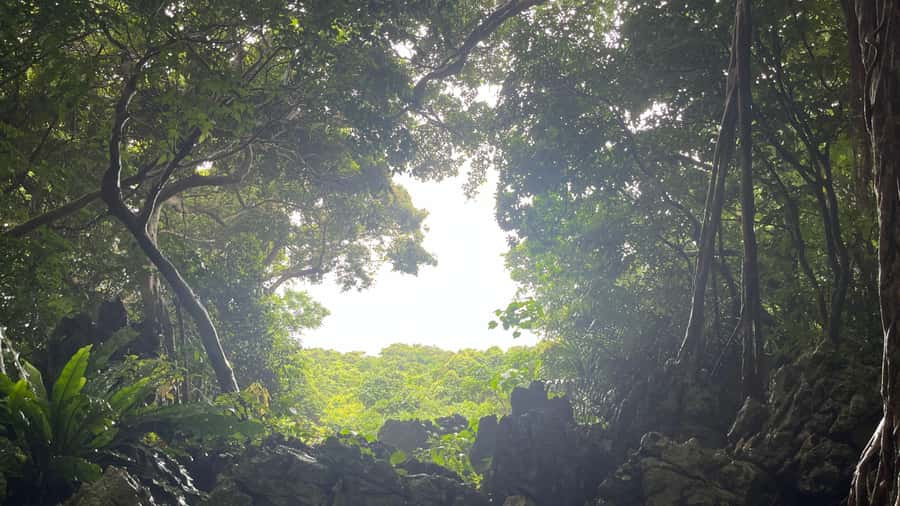 Okinawa: Full-Day Bus Tour to Yanbaru National Park - Yanbaru National Park visitor stops: learn first, then hike