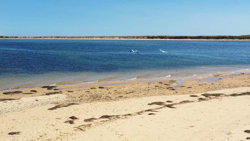 Olhão: Ria Formosa National Park Boat Cruise - The Captain’s Commentary: How Biodiversity Becomes Meaningful