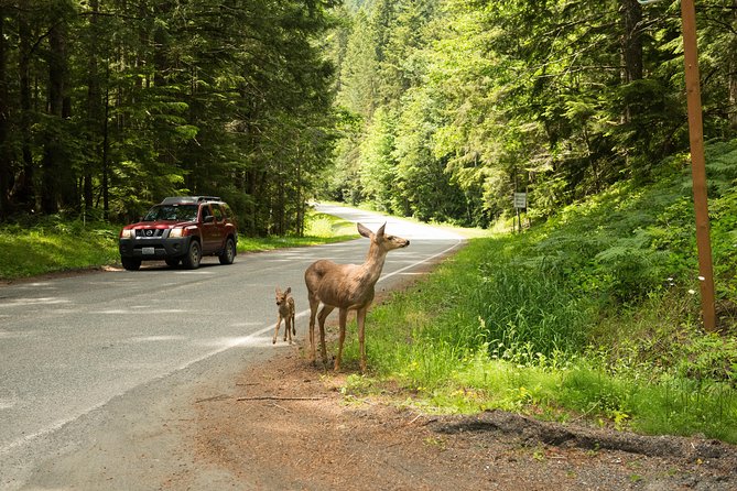Olympic National Park Day Tour from Seattle - Salt Creek vs. Dungeness Spit: Tide Pools, Sea Stacks, and Smart Swaps