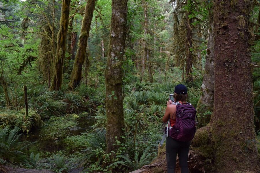 Olympic National Park: Hoh Rain Forest and Rialto Beach Tour - Key things that make this tour worth your time