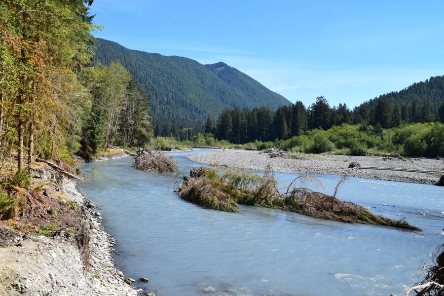 Olympic National Park: Hoh Rain Forest and Rialto Beach Tour - Hoh Rain Forest: a short hike that teaches you how to see