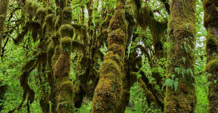 Olympic National Park: Hoh Rain Forest and Rialto Beach Tour - Rialto Beach: driftwood, sea stacks, and a coastline walk you can actually enjoy